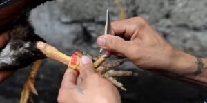 Đá Gà Cựa Dao 99OK - Tìm Hiểu Trận Chiến Kê Đấu Kịch Tính