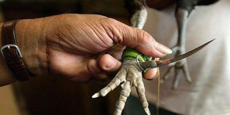 Bí quyết chăm sóc và huấn luyện chuyên nghiệp