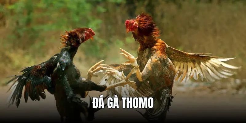 Đá gà Thomo sức hút không thể cưỡng lại