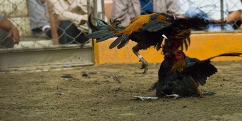 Những cách tính ăn tiền trong luật chơi đá gà